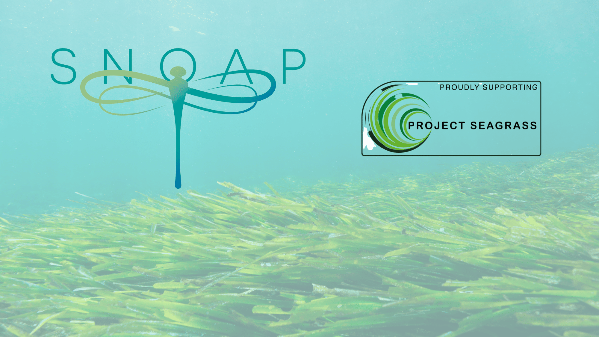 SNOAP Supports Project Seagrass
